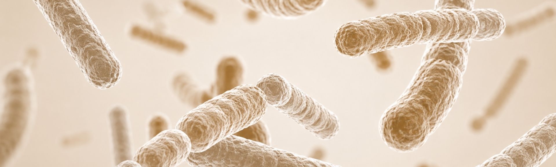 Actif probiotiques NHCO